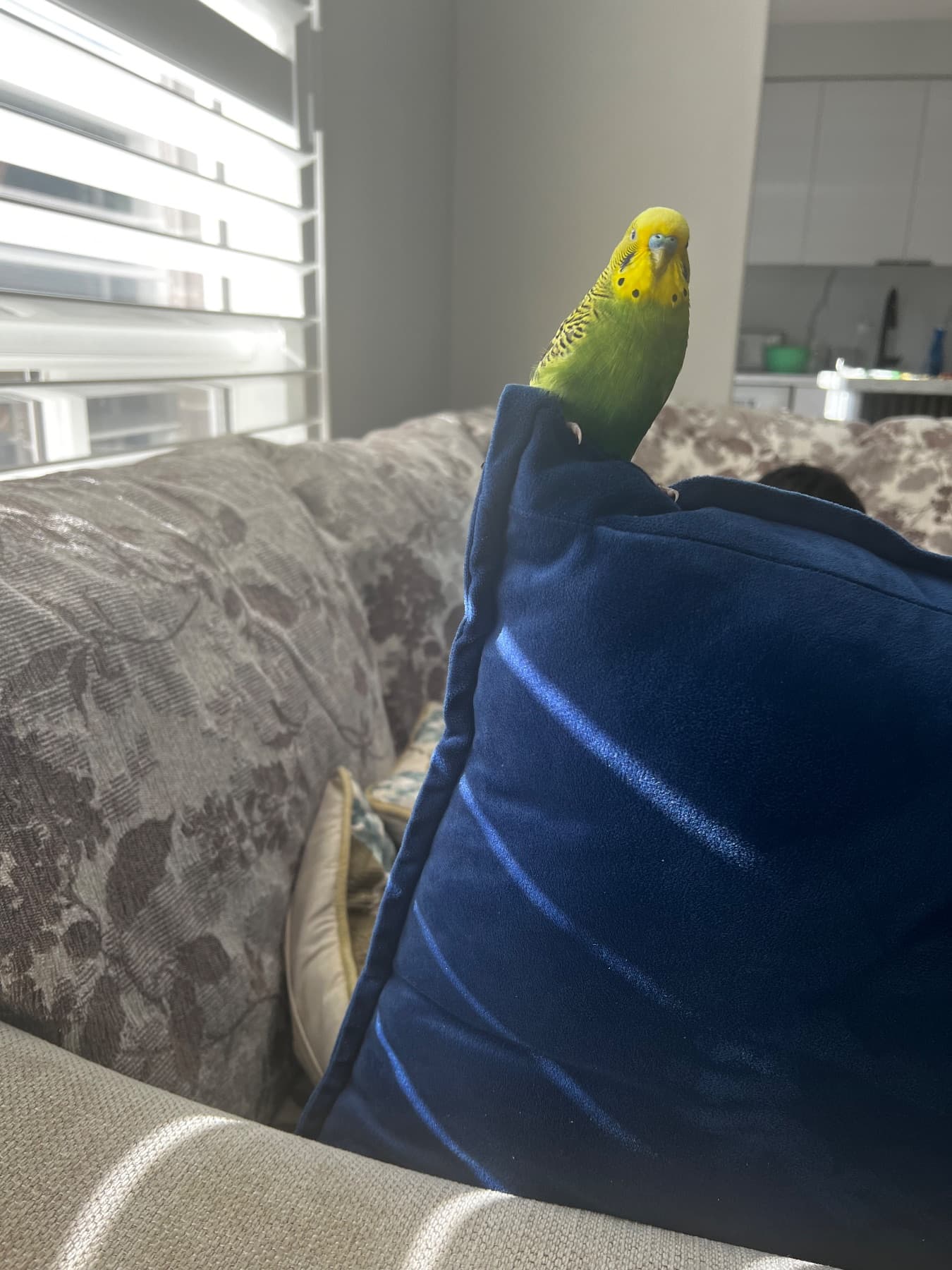 FOUND Other in Milton burrows gate — Found parakeet near home