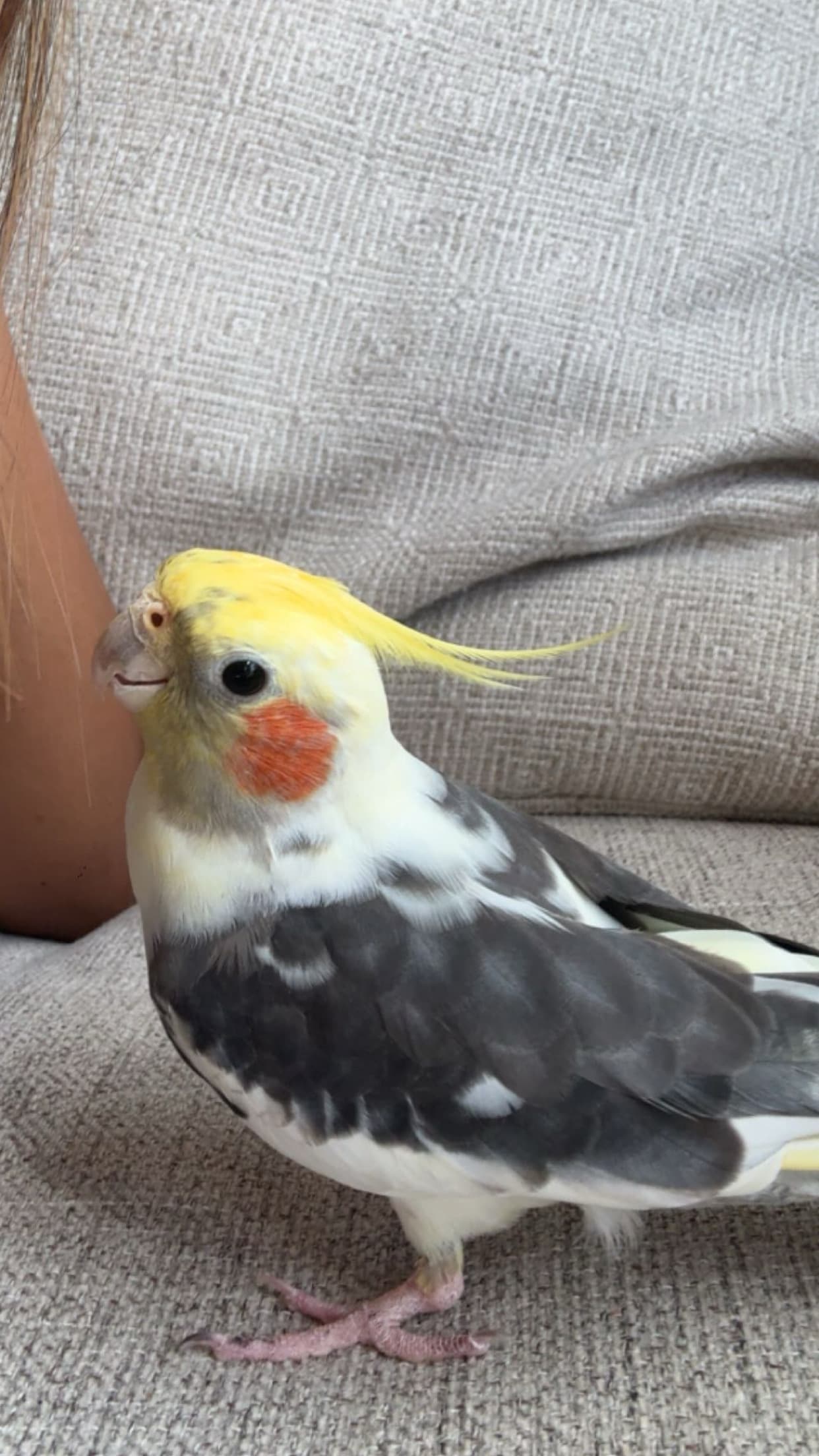 REUNITED Cockatiel in Laird, Maskinonge, Bay Rd, Ontario Canada — Lost yellow cockatiel near maskinonge bay road ontario canada