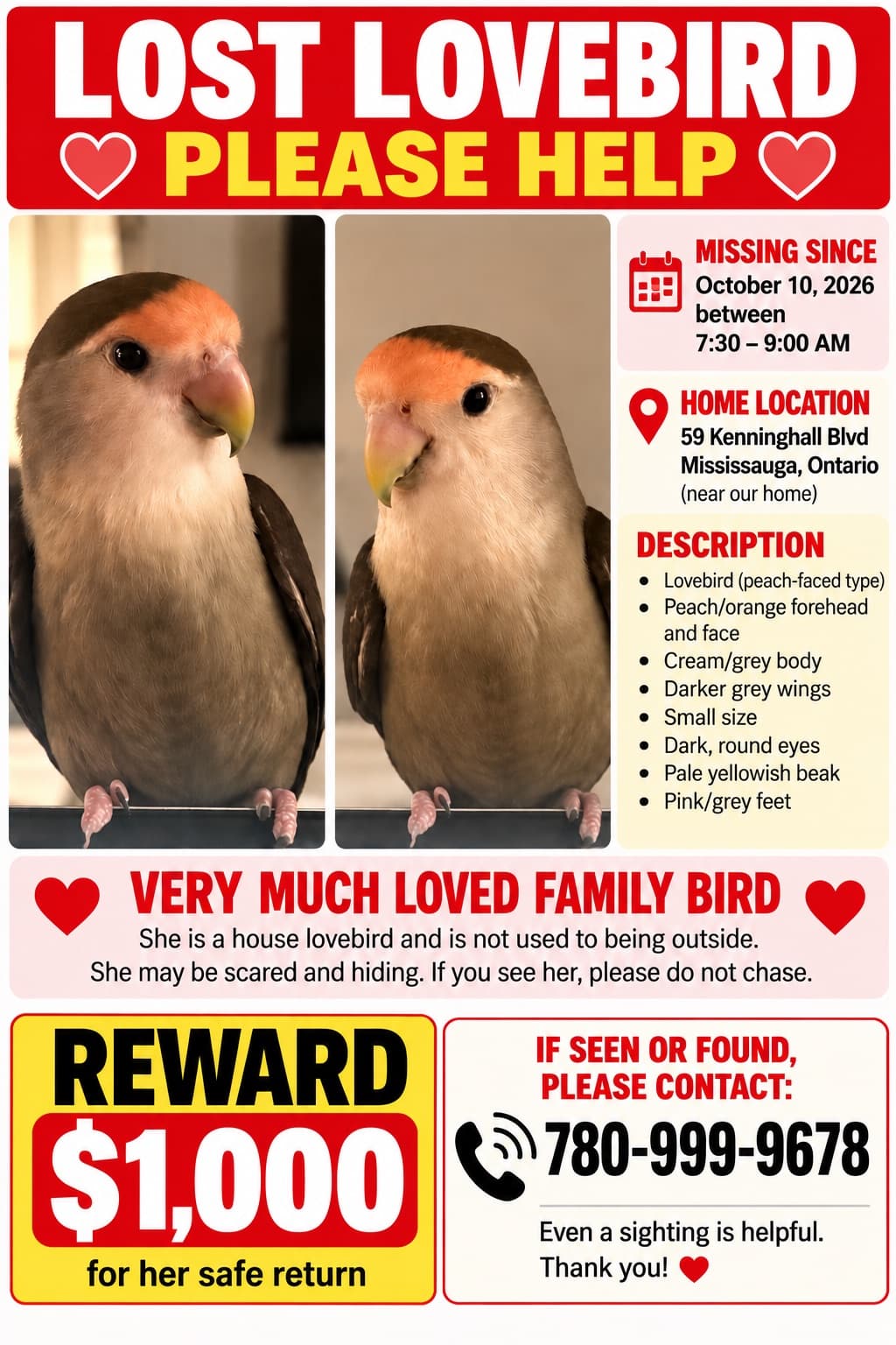 LOST Lovebird in Mississauga — Lost love bird