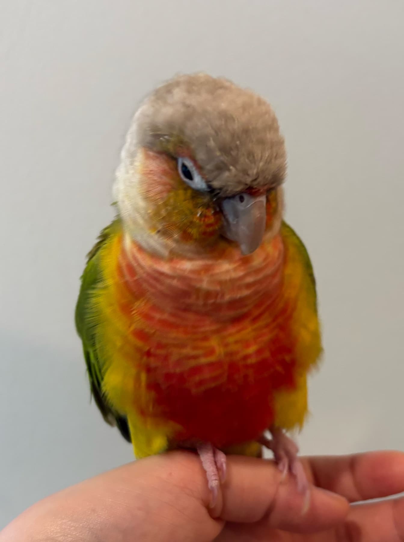 FOUND Conure in Burnaby, BC — Conure found in Burnaby @ Imperial and Central Boulevard