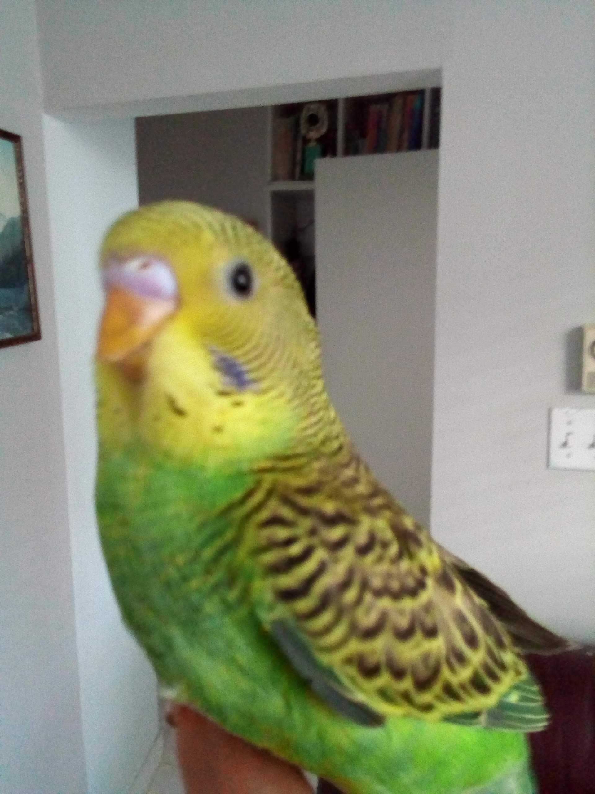 Perdue : Perruche ondulée, Des carrieres street, Rosemont-Petite Patrie, Montreal, QC — Lost Yellow Green Budgie in Montreal