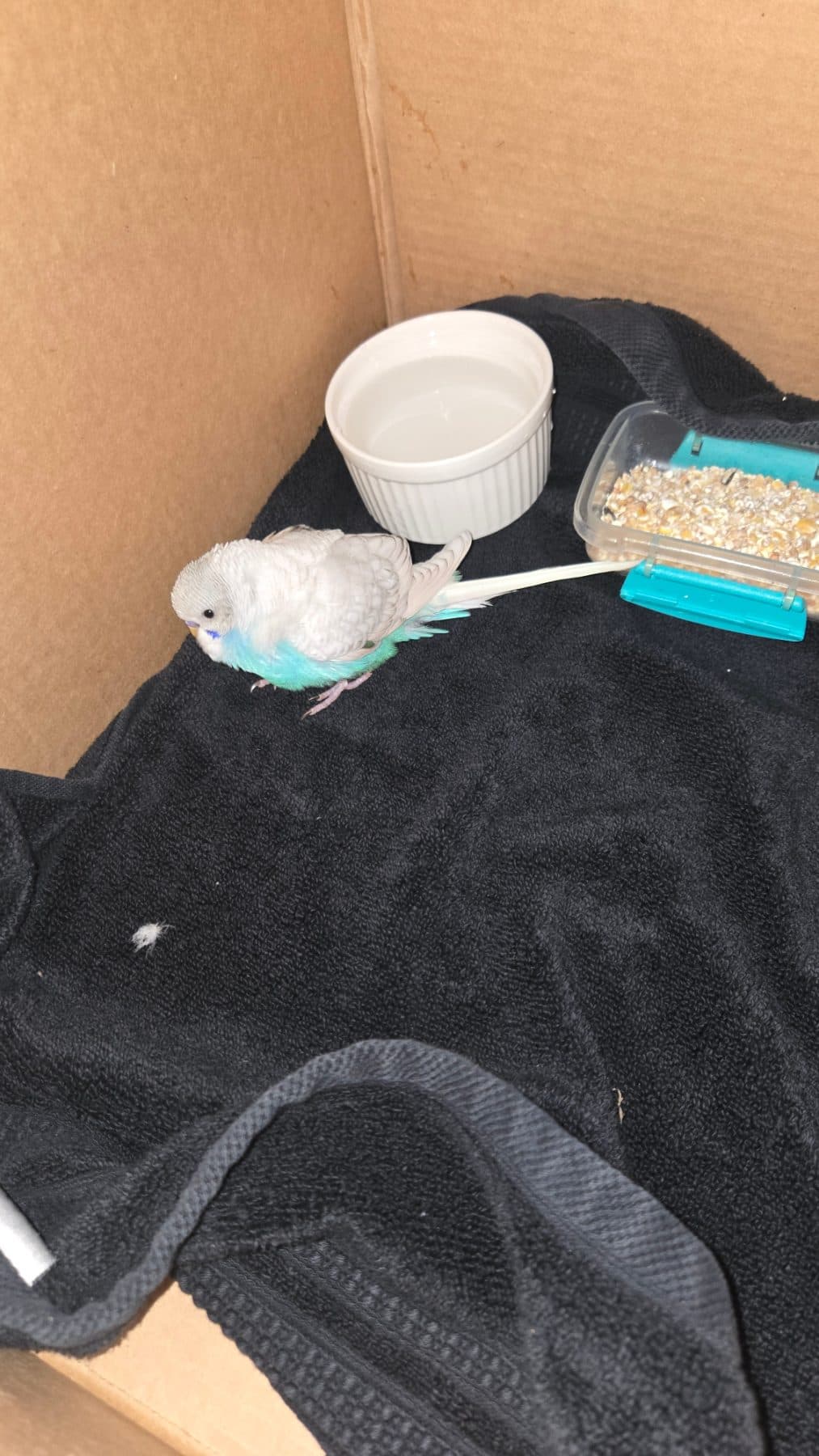 FOUND Budgie in Mountain Rd and Spring Creek Rd Beamsville — Budgie found in Beamsville/Smithville area